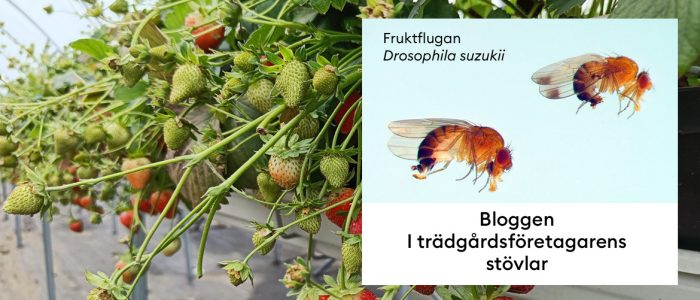 Fruktfluga